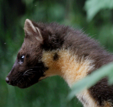 pine marten cuddly toy